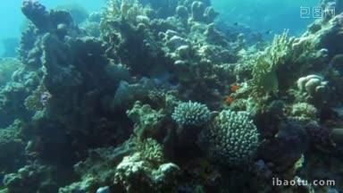 慢动作的大珊瑚礁和不同的鱼游泳在那里美丽的深海世界